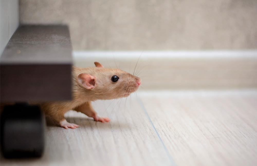 Cómo eliminar una plaga de ratas?